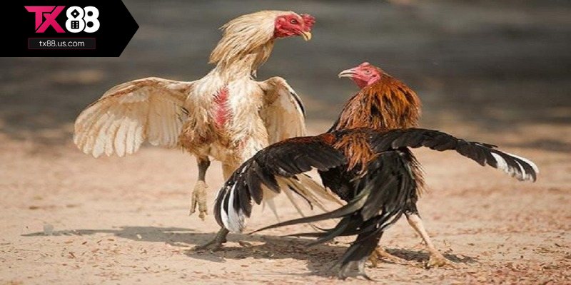 Điểm mạnh về giao diện đá gà tre tại sân chơi