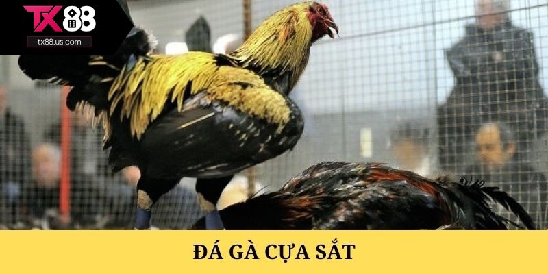 Đôi điều về loại hình đá gà cựa sắt tại TX88