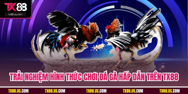 Trải nghiệm hình thức chơi đá gà hấp dẫn trên TX88